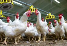 Albonat®, innovation from nature