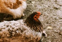 Comparative sustainability of differing dietary amino acids and energy regimes for individual laying hens at peak production