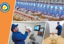 Sustainable poultry production through responsible, balanced breeding