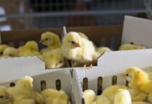 Five tools of the trade to strengthen global poultry supply