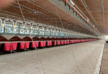 Second-hand poultry equipment for sale