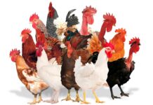 Hubbard’s Premium product range tailored to all diverse market needs