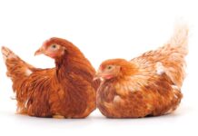 Breeding strategies explained