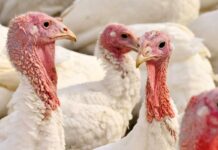 Cochlosoma anatis in turkeys