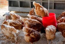 Poultry production in India