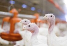 LED lights in turkey farms