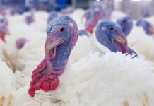 Nutritional economics for commercial turkey operations