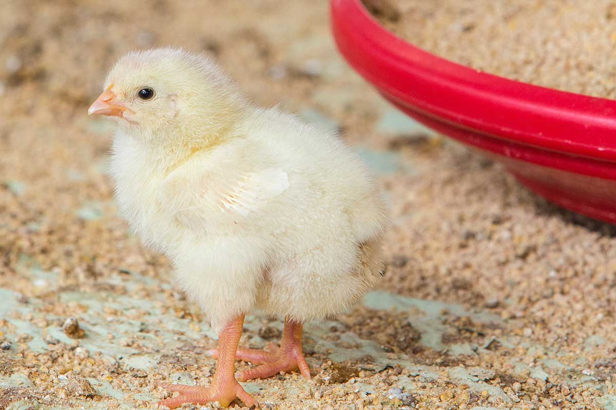 Using a multi-protease enzyme in poultry diets to improve broilers performance