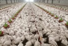 The advantages of Aza International’s Pratika feed pan for broilers