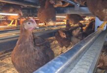 Facco’s different solutions for feed dispensation