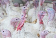 The impact of anthelmintic resistance in parasites of poultry