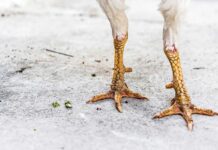 Let’s talk about the importance of calcium