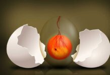 Expertise to be shared in chicken embryo workshops