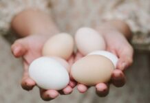 Shell Egg Academy announces 2022 schedule