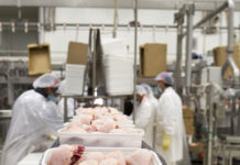 Pre-harvest interventions and implications of safety for turkey processing