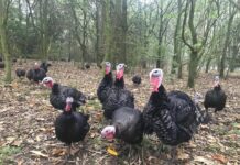 Vaccination against Avian Influenza may be only way forward