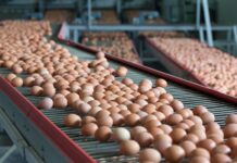 Lubing presents the new Intermediate drive 2.0 for its egg conveyor systems