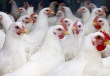 73rd North Central Avian Disease Conference