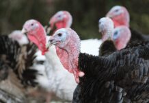 Patterns and dynamics of the EU poultry industry: a status report – Part 2