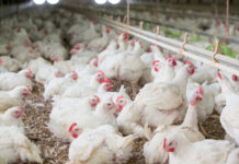 Growth begins in the gut