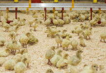 Flip-overs: causes and solutions in brooding