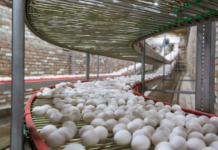 Pulsed ultraviolet light processing of eggs