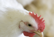 A dose response of a heat stable phytase on broiler performance and nutrient digestibility