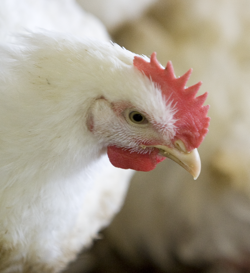 A dose response of a heat stable phytase on broiler performance and nutrient digestibility