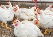 A novel microbiome metabolic modulator improved growth performance and intestinal morphology during a coccidiosis outbreak