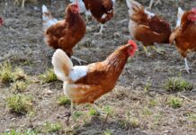 Poultry Sustainability Framework clears development milestones, set to launch in 2022