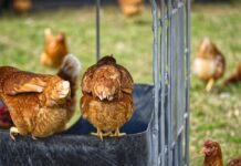 Probiotic Bacillus licheniformis significantly improves layer performance