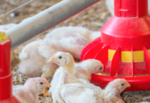 Sustainable chicken meat production is enhanced by tangibly reduced crude protein diets