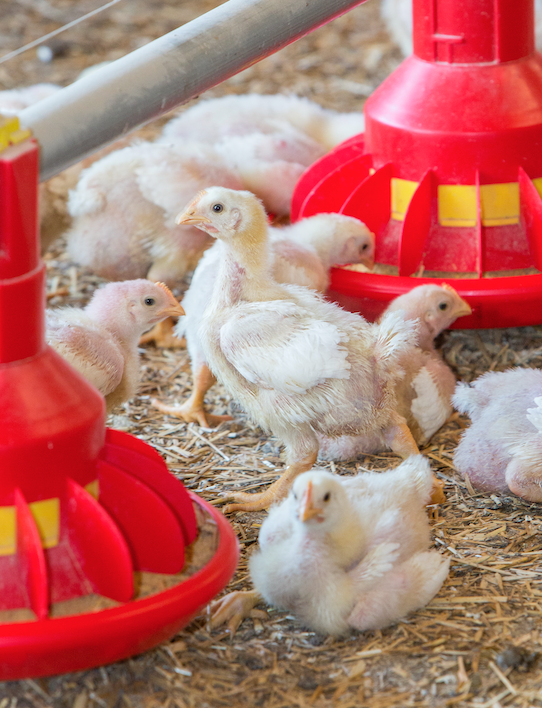 Sustainable chicken meat production is enhanced by tangibly reduced crude protein diets
