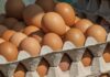 UK Egg Market Update: Higher Production and Stable Prices in Q3 2025