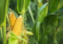 Impact of Ukraine crisis on EU feed supply chain