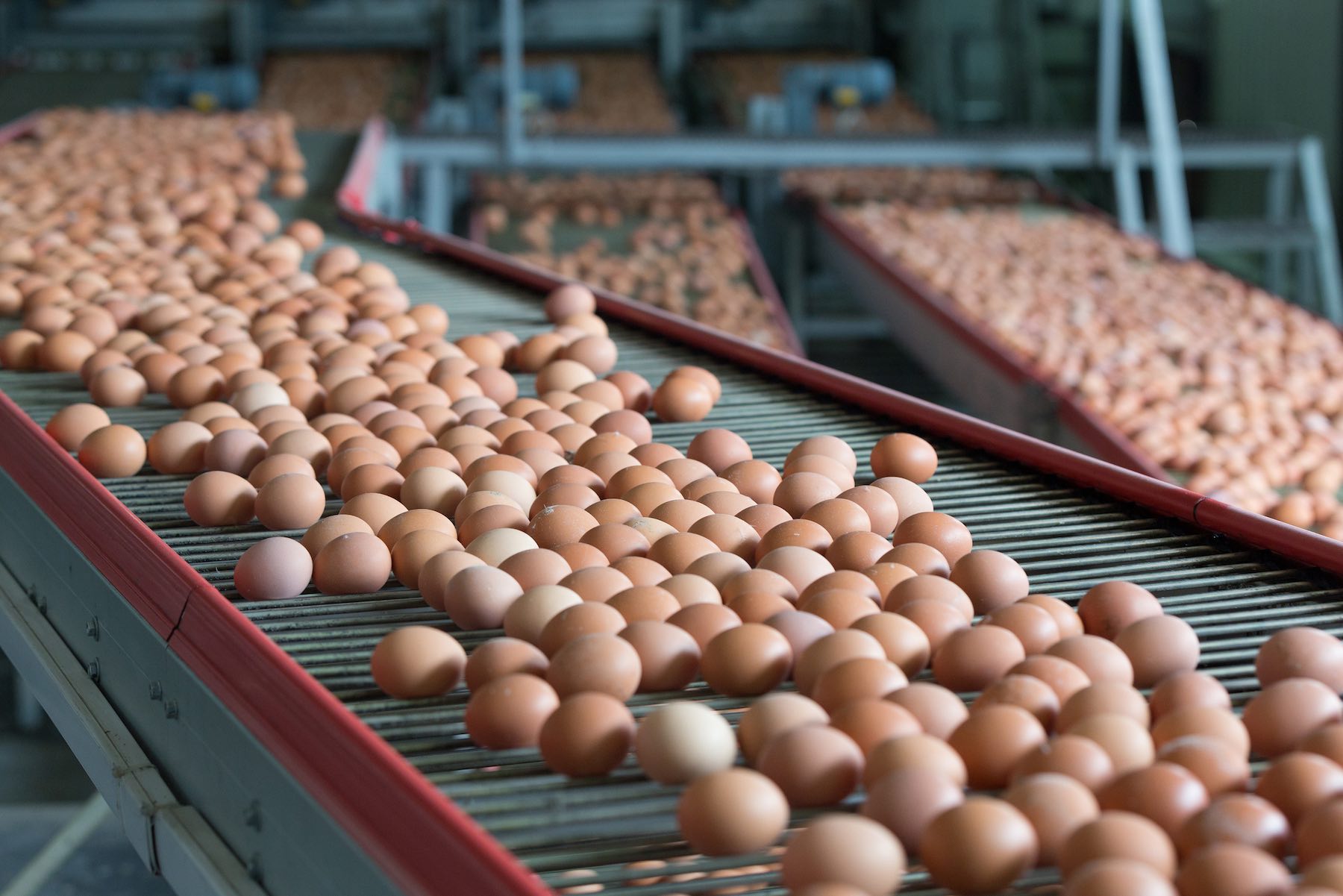 Lubing presents the new Intermediate drive 2.0 for its egg conveyor systems