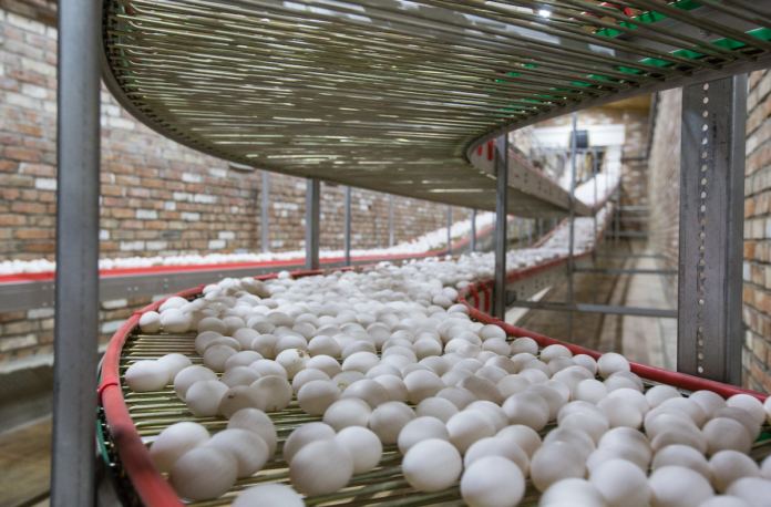 egg conveyor