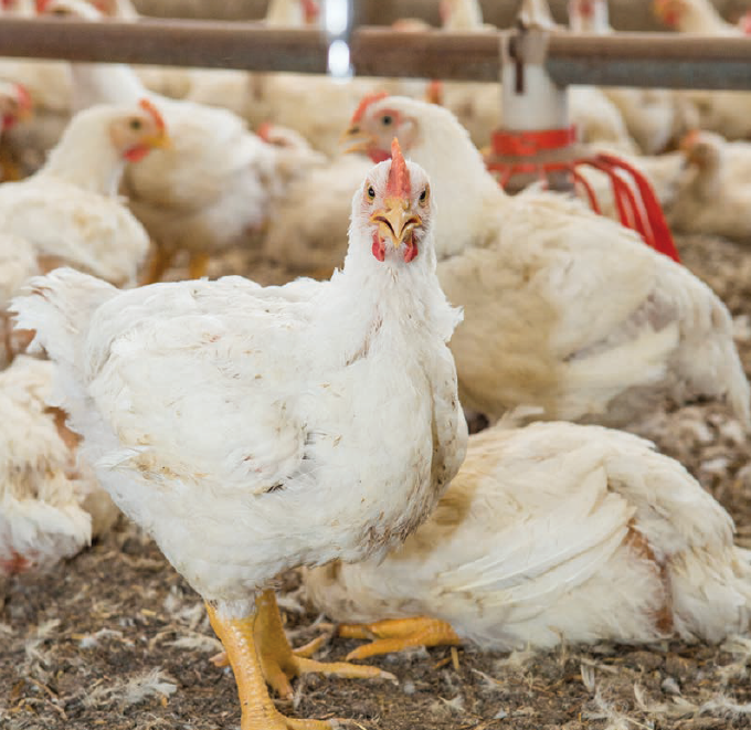 Gut health in poultry production: why, what and how