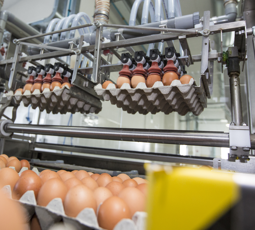 Patterns and dynamics of global egg and poultry meat trade. Part 1 – Egg trade