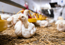 Management of precise broiler production in farm level and technology usage