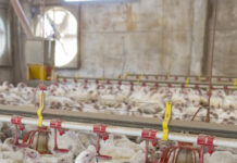 Methionine supplementation reduces plasma amino acid circulation and enhanced apparent digestibility in broiler chickens