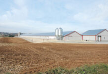 Balancing beetles with the bottom line