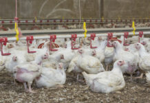 Mexico’s role in the global poultry industry