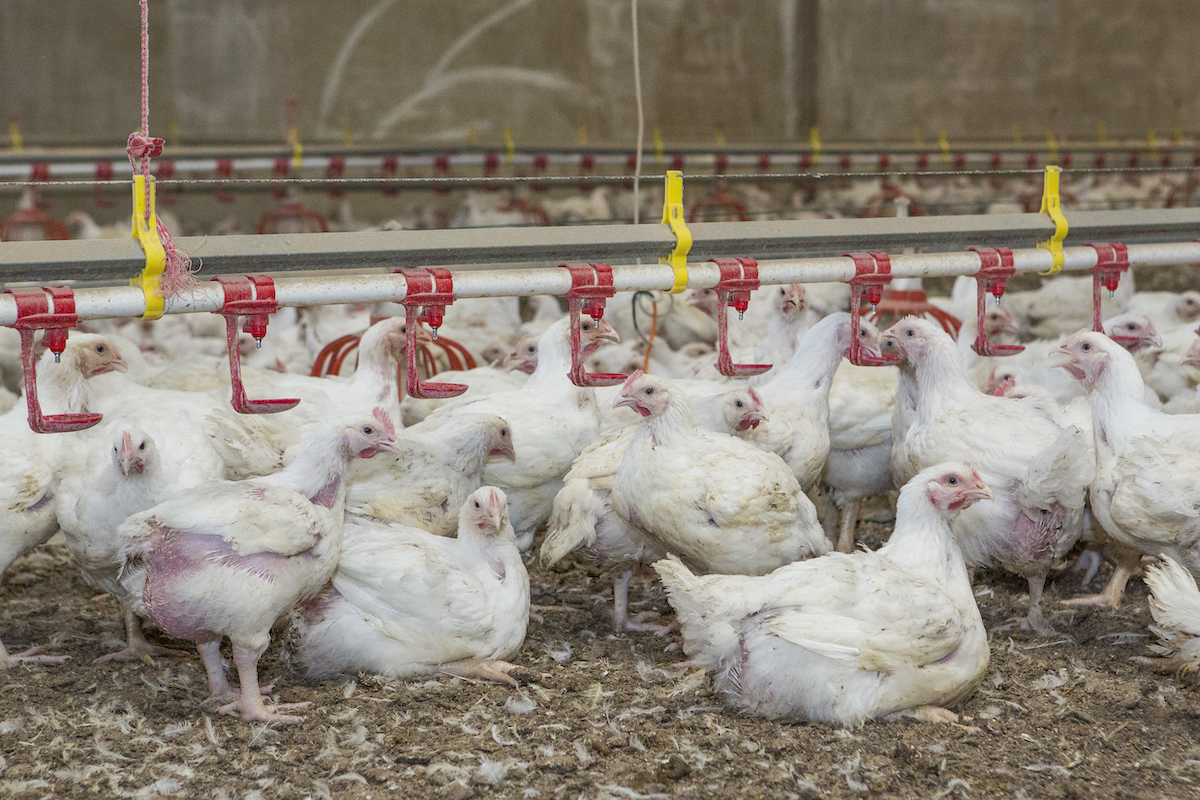Mexico’s role in the global poultry industry