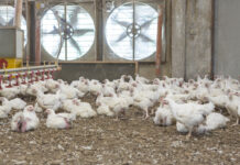 Identification of broiler poultry house dust components using chemical and physical analysis