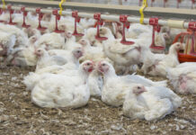 A Box-Behnken assessment of fishmeal and sorghum inclusions in broiler diets