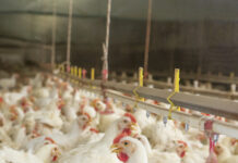 Patterns and dynamics of global egg and poultry meat trade. Part 2 – Poultry meat trade