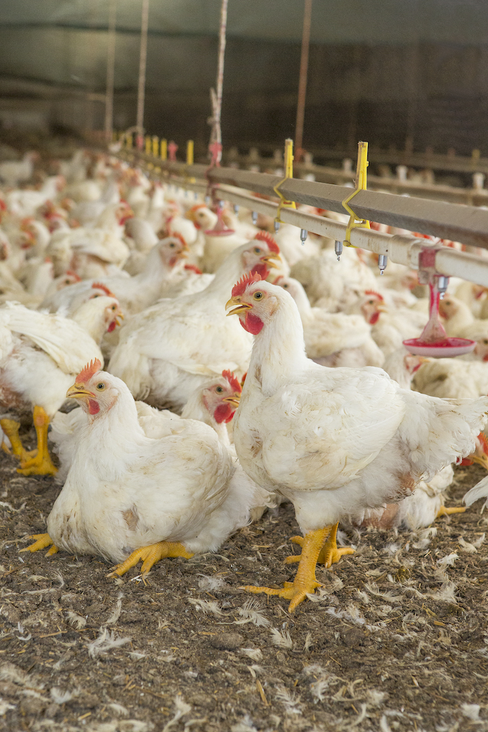 Patterns and dynamics of global egg and poultry meat trade. Part 2 – Poultry meat trade