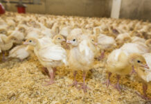 Monitoring the turkey incubation process to ensure the best results