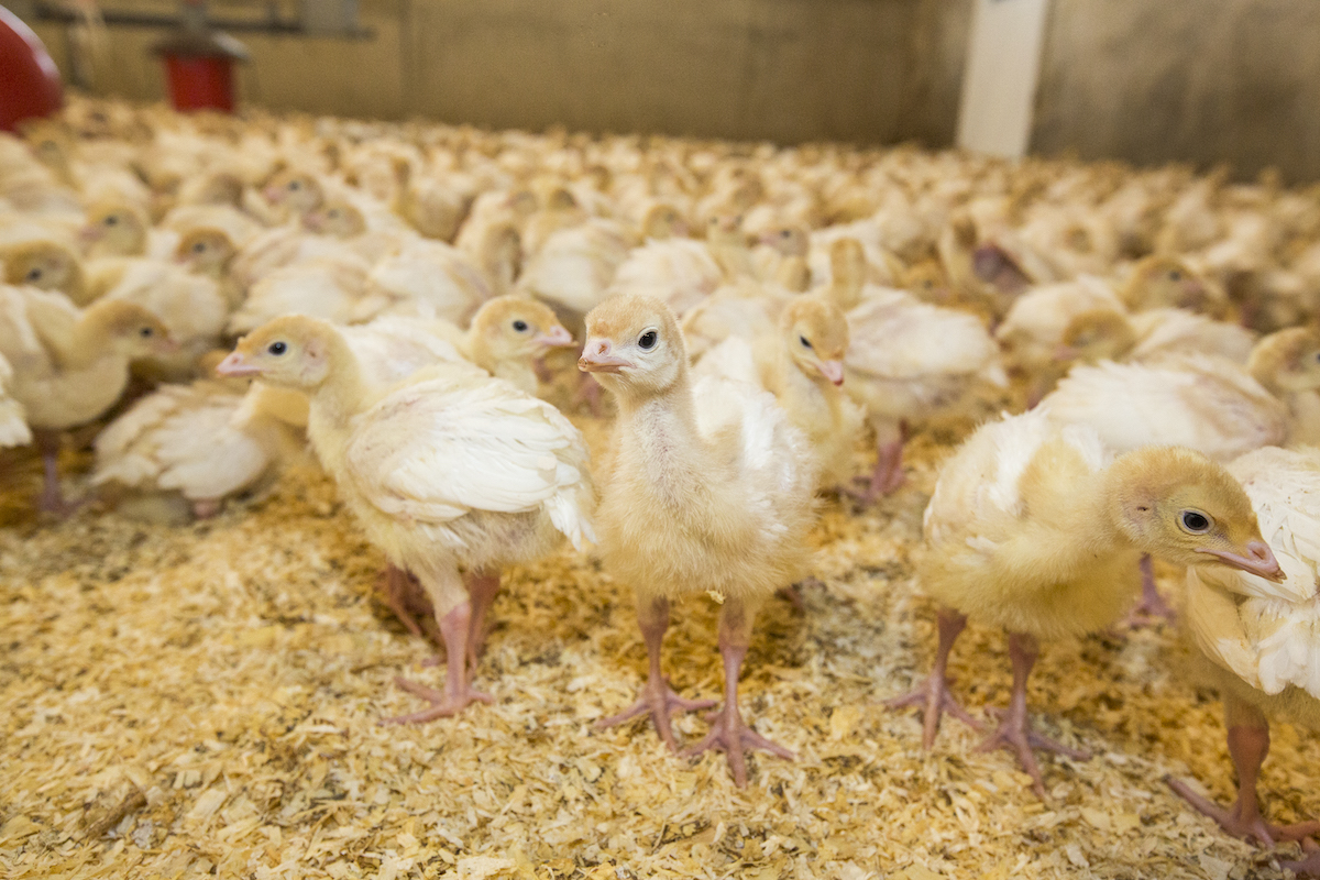 Monitoring the turkey incubation process to ensure the best results